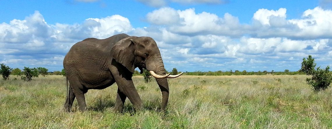 Afrique du Sud :  Parc National Kruger